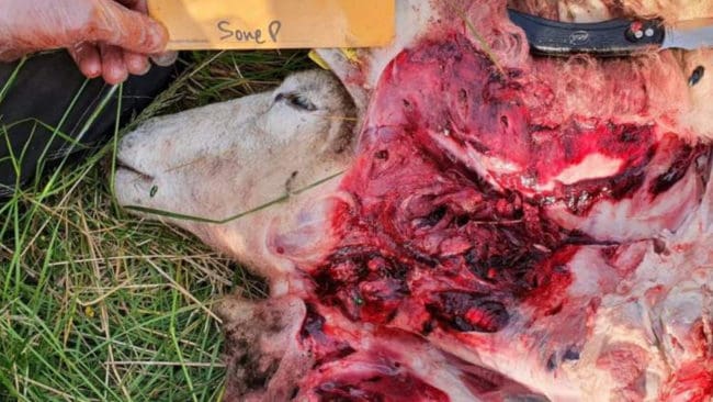 Naturbevakare Sone Persson, vid länsstyrelsen i Gävleborgs län, har besiktat de dödade tackornas skador. Bilden är från Storrönningen.