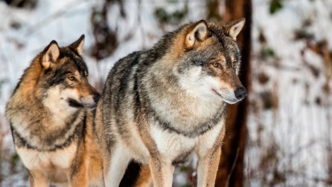 Tre JRF-distrikt går ut till de berörda länsstyrelserna för att ge stöd till Jägareförbundets försök att få skyddsjakt i Norrsjöreviret sedan flera jakthundar dödats av varg.