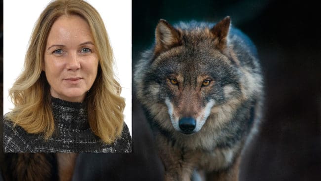 Landsbygdsminister Jennie Nilsson (S) och regeringen gör inget för att det ska bli lättare och mer lika i de olika länen att få skyddsjakt på varg. Riktlinjerna som kan tillämpas är från 2006.