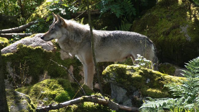 DNA-analys visar att det är Tönsentiken som härjat bland får i norra Skåne vid tre attacker i helgen. Hon lyckades överleva sommarens skyddsjakt i länen Västra Götaland-Jönköping efter att även ha attackerat får i Örebro län i maj. (Arkivbild)