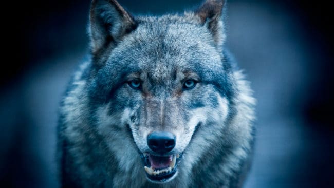 Larmet om illegal vargjakt stämde inte och kammaråklagare Lars Magnusson har fått lägga ned förundersökningen, eftersom den skyldige inte går att lagföra. Allt tyder på att det var en älg som sparkade ihjäl den sändarmärkta alfahannen i reviret Juvberget. (Arkivbild)