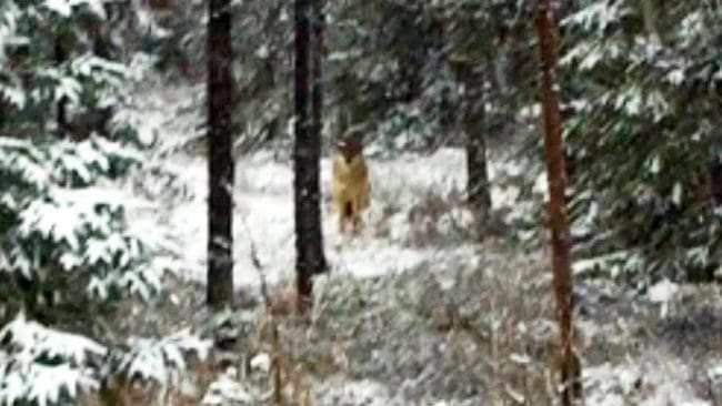 Anders Holmberg från Svenstavik körde postbil och observerade vargen omkring 30 meter in i skogen.