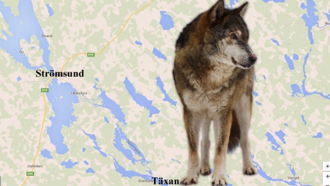 Vargen har hittills rört sig i ett område bara några mil från området där den berömda flyttvargen envist försökte hålla sig kvar i sitt revir.