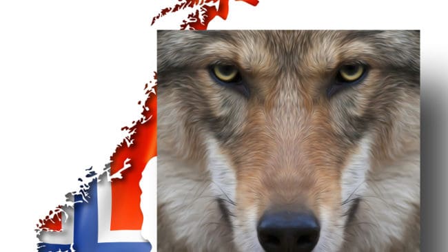 De norska myndigheterna beviljar skyddsjakt n&auml;r det beh&ouml;vs.