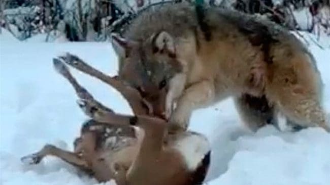 Tierpvargen som sköts i utkanten av villaområde i Tierp för att den kunde ses som ett hot mot allmänheten hade två kullsyskon som föräldrar. Åklagare Håkan Roswall ska nu ändå skärskåda om vargen var genetiskt värdefull. Utredningen om det var ett jaktbrott när ett polisbefäl beslutade om avlivning sväller.