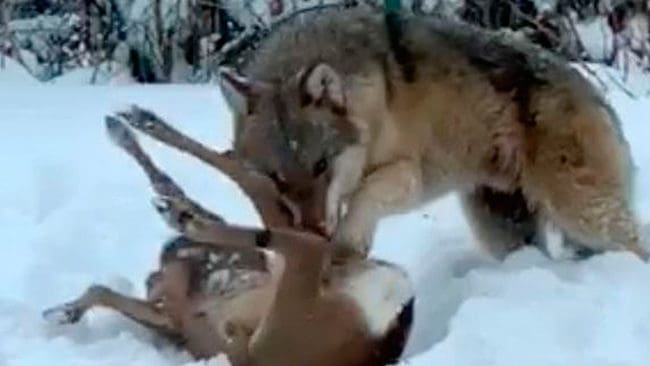 Vargen som angrep ett rådjur utanför ett radhus i Tierp har avlivats efter ett beslut av polisen.