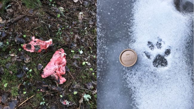 Hans Göran Jemthans hittade tackans inälvor och Bertil Persson på länsstyrelsen såg färskt spår efter varg.