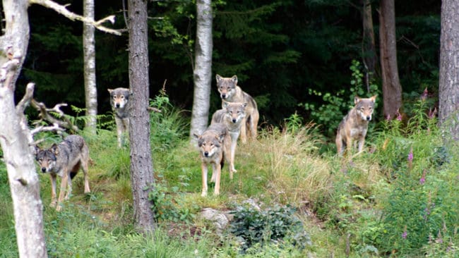 Vargjakten i Norge kan starta igen med jakt på totalt 42 vargar efter att den norska miljöministern tagit ett nytt beslut om licensjakt på tolv vargar utanför vargzonen.