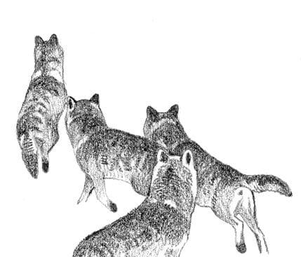 Inte bara renar och annat vilt som byte. Från 1700-talet fram till modern tid finns många exempel på att varg även tar barn.