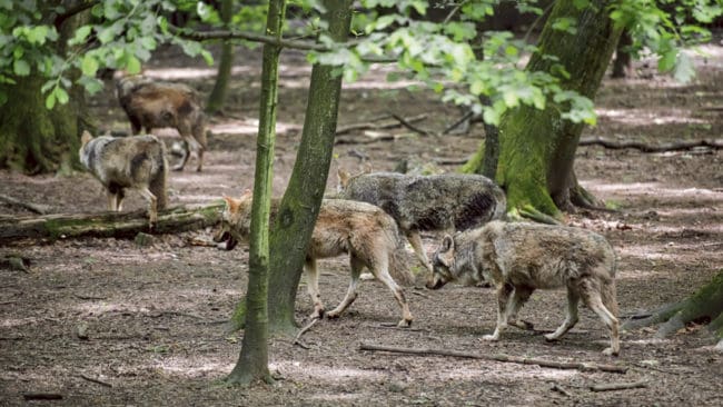 Tyska jägare anser att vargen i Europa ska övervakas genom ett internationellt samarbete.