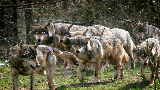 70 vargar får fällas under jakt i Slovakien. Djurrättsaktivister vill däremot att jakten ska stoppas.