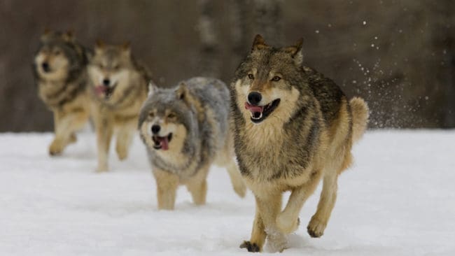 Vargstammen i Tyskland växer med 30 procent årligen. Inom fem år beräknas det finnas 4 000 tyska vargar. Tyska jägare kräver att få börja reglera vargpopulationen med mer allmän jakt.