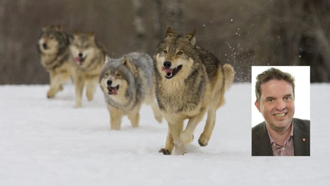 Riksdagsledamoten Mikael Dahlqvist (S) lovar att lyfta frågan om ökad vargjakt efter ett möte med s-märkta kommunalråd och länsstyrelsen i Värmland.