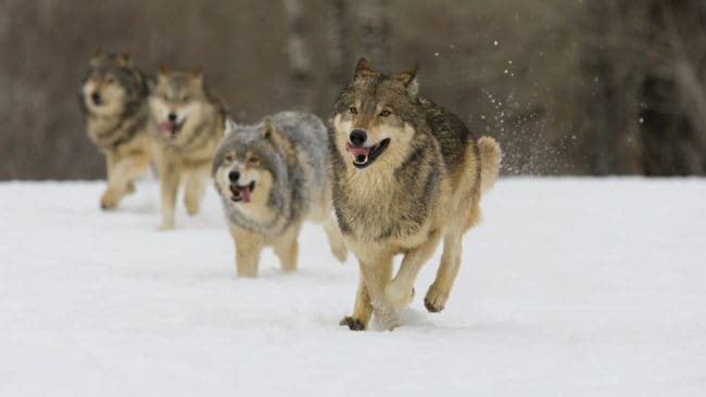 En flock på minst sex vargar bekräftas ha passerat strax söder om Fagersta, men dessa vargar blir det ingen licensjakt på i januari. (Arkivbild)