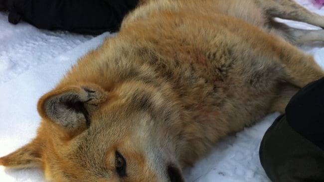 V&auml;lm&aring;ende tik. P&aring;fallande gul &auml;r hon, vargtiken som p&aring; m&aring;ndagen flyttades till &Ouml;rebro och Kilsbergen. Bilden &auml;r tagen vid s&ouml;vningen, innan hon fick bilskjuts till Mellansverige och &Ouml;rebro.