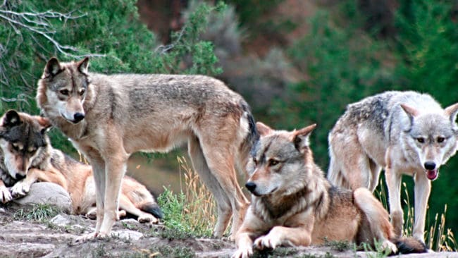 Det är viktigt att det blir en ändring av EU:s Art- och habitatdirektiv, så att Sverige inte tappar allt inflytande över rovdjursförvaltningen, menar Gunnar Jakobsson.