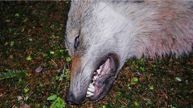 Varghannen som fälldes igår under skyddsjakten på en varg i Rackstadrevireti Värmland.