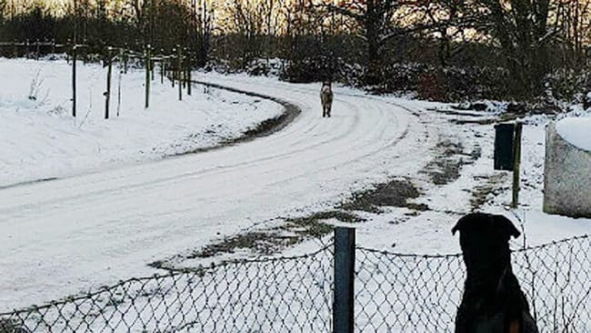 En person i Hästveda lyckades fotografera vargen som kan vara Snapphanen.