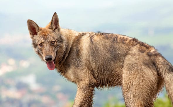 Varghybrider är förbjudet i Sverige att äga eller sälja om varginkorsningen hos hund är fyra generationer bort, eller mindre.