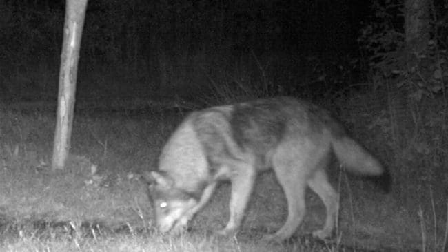 Var det en varghybrid som sköts den 13 november? DNA-svaret om den normalfärgade unga hannen väntas om en vecka. Så här såg en av varghybriderna som är normalfärgad ut när årsvalpen fotograferades av en viltkamera som länsstyrelsen satt upp.