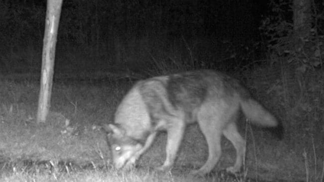 En av varghybriderna i flocken, fotograferad av länsstyrelsens viltkamera innan årsvalparna hunnit bli svåra att skilja från de vuxna flockmedlemmarna i storlek.