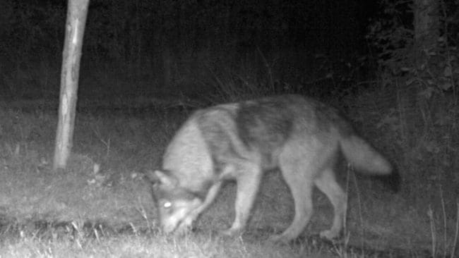 En av varghybriderna som är normalfärgad och tidigare har fotograferats av en av länsstyrelsens viltkameror