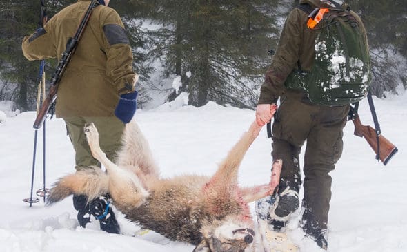 Klart f&ouml;r licensjakt p&aring; varg i vinter? Naturv&aring;rdsverket har i alla fall lagt upp ett schema f&ouml;r hur beslutsr&auml;tten om vargjakten ska l&auml;ggas p&aring; l&auml;nsstyrelseniv&aring;.