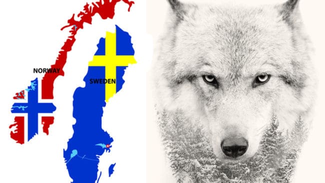 47 vargar får skjutas i Norge i vinter. På torsdag kommer besked om hur många det blir i Sverige.