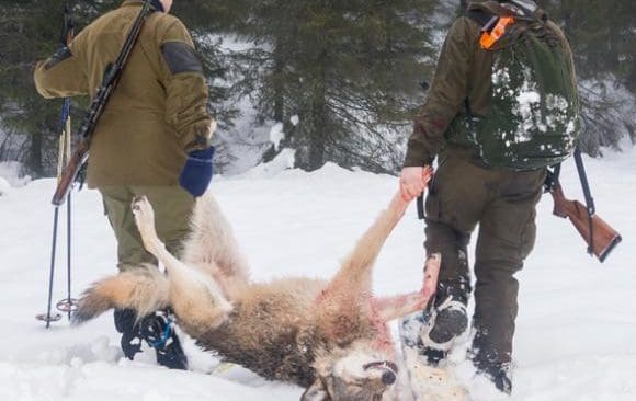 Klart f&ouml;r jakt. Naturv&aring;rdsverket avvisar &ouml;verklagandena och ger klartecken f&ouml;r vargjakt i V&auml;rmland och &Ouml;rebro l&auml;n. Hur det blir i Dalarna kommer besked om tidigast den 12 januari.