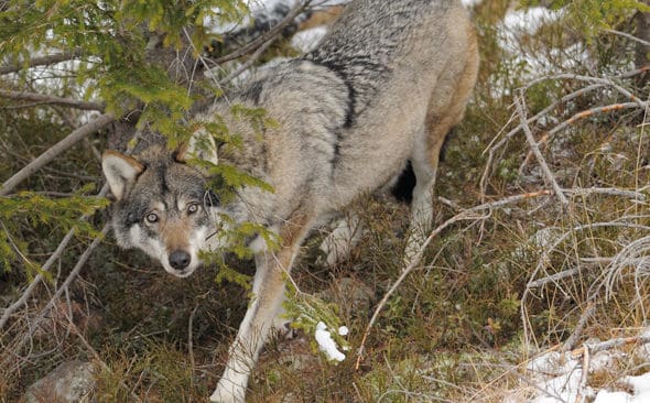 Det krävs minst ett års inventeringsresultat till för att det ska gå att tror på att vargstammen har en verklig nedgång, säger vargforskaren Olof Liberg om den lilla vargjakten i vinter.
