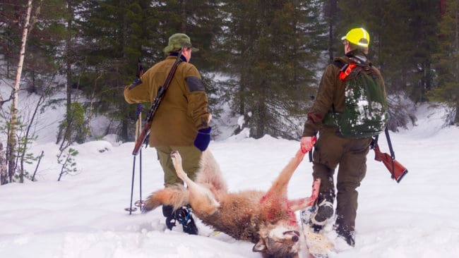 Den norska regeringen vill ha längre licensjakt utanför den så kallade vargzonen.