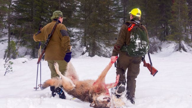 Till skillnad från Sverige, där licensjakten på varg har slopats helt, beslutade tre rovviltnämnder idag att en tredjedel av den norska vargstammen ska skjutas bort.