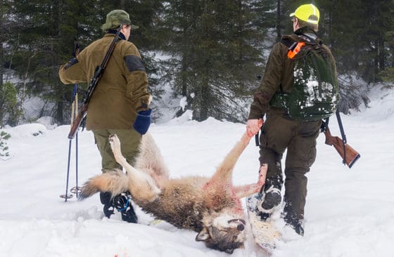 Norska vargjägare ses som ”barbarer” sedan internationell press rapporterat att det går över 700 jägare på varje varg i licenskvoten. (Arkivbild)