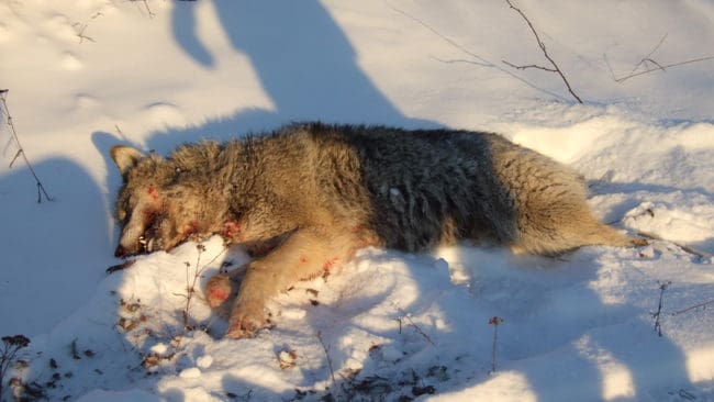 En rapport från vargforskarna i Skandulv ger Naturvårdsverket ammunition både för att det var rätt att stoppa licensjakten på varg i Sverige och att framtida beslut om vargjakt bör samordnas med Norge.