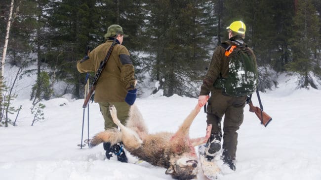 I morgon börjar licensjakten på 22 vargar, fördelat på fem revir i fem län.