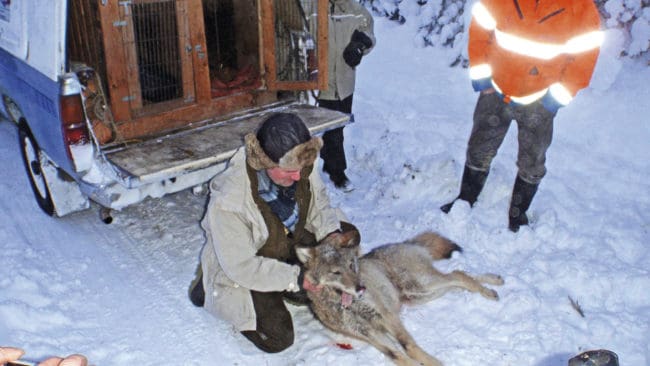 Minst tre vargar finns kvar Osdalsreviret och flera i Julussareviret trots att 15 av 16 vargar har fällts för att tömma reviren. Nu öppnar det norska miljödepartementet för att eventuellt öka kvoterna i licensjakten. (Arkivbild)