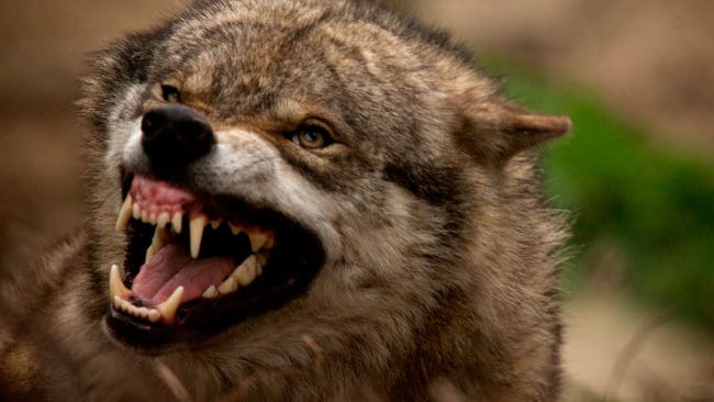 En 26-årig hundägare i Danmark bets i byxbenet av en misstänkt varg på tisdagskvällen. Polisen har sänt in DNA-prov för att försöka avgöra om det var en varg eller en stor hund. (Arkivbild)