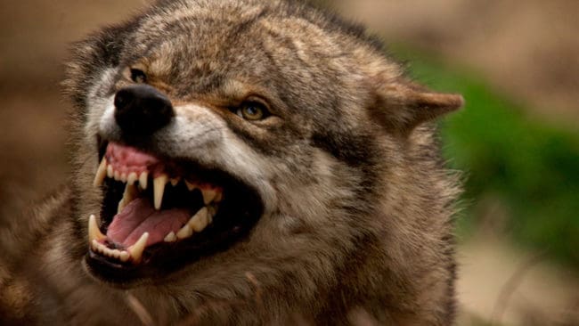 Tre tackor dödades och ett lamm fick avlivas efter vargangreppet i helgen.