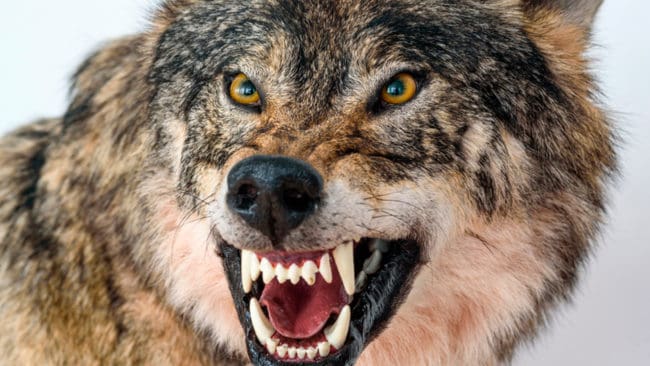 DNA-proverna från vargsaliv i sårskador på fåren efter vargattacken i förra veckan vid Hällestad i Östergötland misslyckades. Därför blir det inget beslut om skyddsjakt på fårdräparen. (Arkivbild)