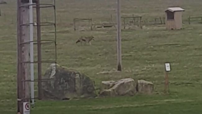 Vargen filmades när den sprang vid radiotornen i världsarvet Grimeton utanför Varberg i Halland. Sedan blev den påkörd och avlivad.