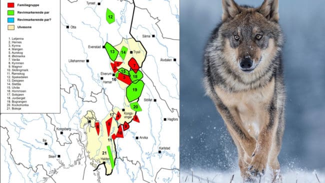 Alla vinterns vargrevir i Norge fanns helt eller delvis inom vargzonen i den sydöstra delen av landet.
