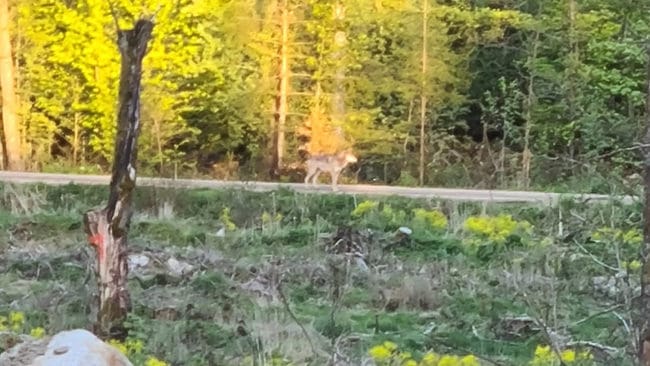 Eva Hansson lyckades fotografera vargen som förföljde hennes granne i skogen utanför Hörby i Skåne.