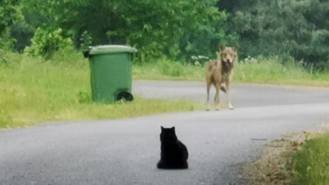 När Martin Wallin i Bottnaryd skulle svänga ut från garageinfarten fick han se en mager och lite ruggig varg 15–20 meter bort. Vargen stirrade på en svart katt som satt framför bilen. Och katten stirrade tillbaka.