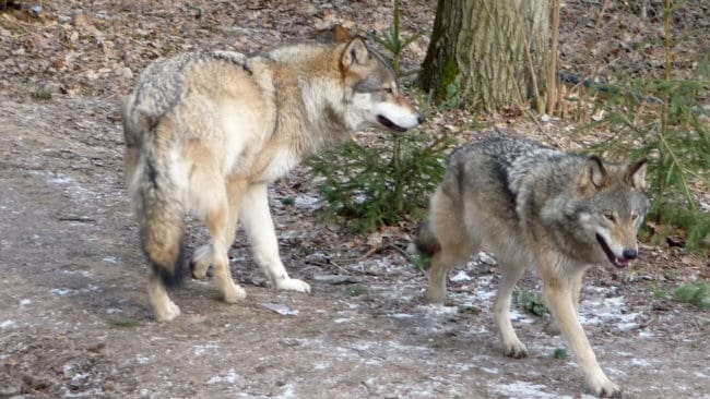 Södermanland har ett nytt vargpar i den nordöstra delen av länet. Därmed kan det bli en vargföryngring i närheten av området där det är skyddsjakt på varghybdridflocken. (Arkivbild)