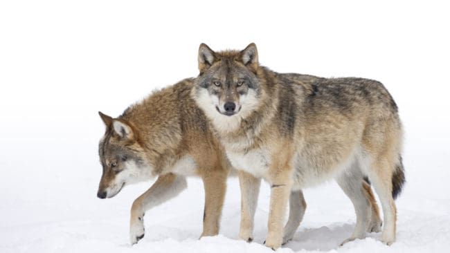 - Det känns mer och mer som de tänker stanna, säger länsstyrelsens besiktningsman.