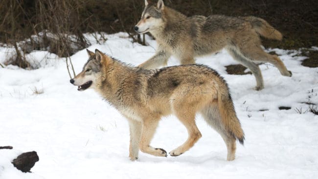 Finlands viltcentral såg ingen annan lösning än att förra veckan bevilja skyddsjakt på ett vargpar i Mellersta Österbotten.