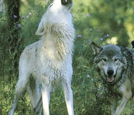 Det hinner komma f&ouml;r m&aring;nga nya vargkullar innan arbetet med en rovdjursproposition och riksdagsbeslut &auml;r klart. Regeringen m&aring;ste redan nu inf&ouml;r den kommande vintern fatta beslut om en minskning av vargstammen i de mest vargt&auml;ta omr&aring;dena i landet, anser f&ouml;retr&auml;dare f&ouml;r elva JRF-distrikt.&nbsp;