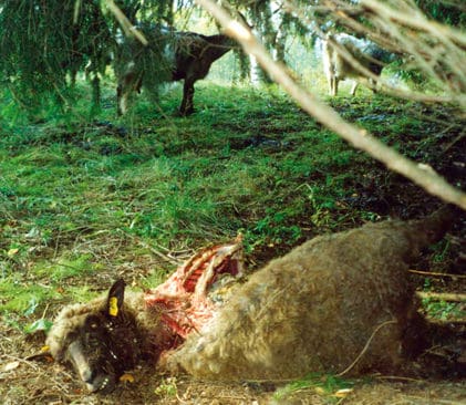 Vargrivet f&aring;r som g&aring;tt p&aring; f&auml;bodbete. Milj&ouml;&aring;klagare &Aring;se Schoultz har lyckats stoppa l&auml;nsstyrelsen i J&auml;mtland fr&aring;n att varna f&auml;bodbrukare f&ouml;r vargar.