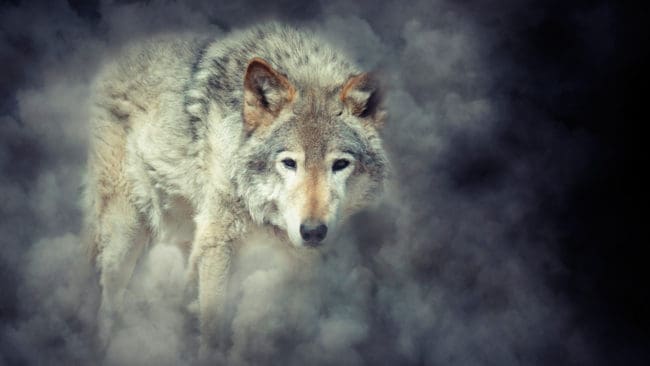 Kommunerna i Norge där en varg härjade bland betande får fram till augusti vill ha ständig skyddsjakt på varg för att undvika en liknande vargsommar.