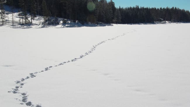 Två vargar i reviret Nyskogen, i närheten av Tallåsen, får skjutas under vinterns licensjakt.